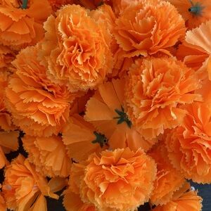 Marigold Flower Heads